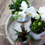 Witte orchidee en hartjesplant in sierpotten